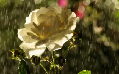 Rain and Flower