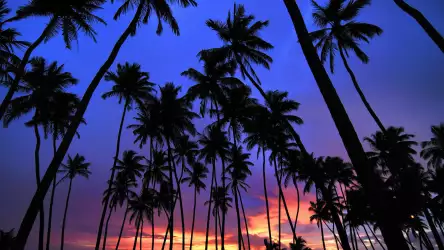 Palms and Amazing Sunset: A Breathtaking Tapestry of Nature's Beauty