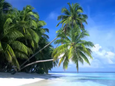 Palm Paradise in Maldive Islands