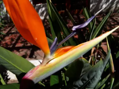 Bird Of Paradise Flower Western Cape South Africa