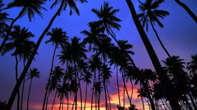 Silhouetted palms against a vibrant and mesmerizing sunset