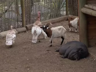 Goats Turkeys And Pig