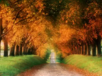 Autumn Road in the Cognac Region: A Symphony of Colors