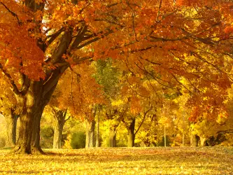 Golden Autumn Tree