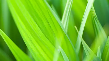 Grass Leaf Closeup