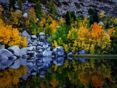 Autumn Color Eastern Sierra California
