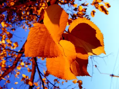 Autumn Leaves Desktop Wallpaper 12923