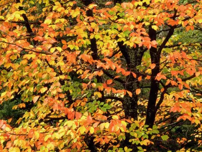 Beech Tree In Autumn Washington Park Portland Oregon