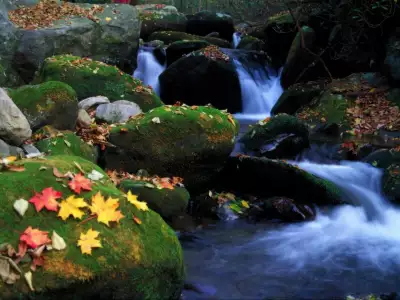 Cascade And Autumn Leaves Great Smoky Mountains National Park Tennessee