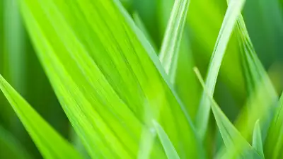 Grass Leaf Closeup
