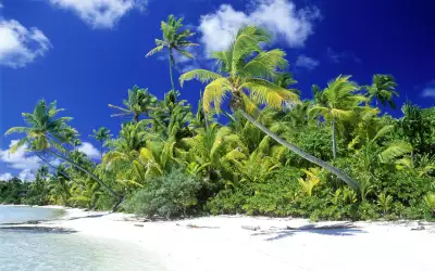 Palm on the Beach Island