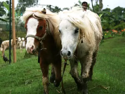 Mini Horses Paradise Philippines