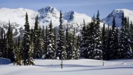 Winter Wonderland: Snowy Forest with Majestic Mountains