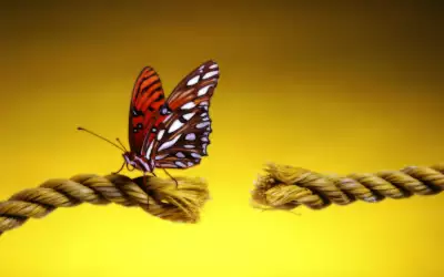 A Butterfly Landing On A Cut Rope