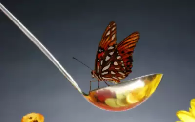 A Butterfly Landing On A Ladle