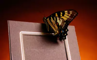 A Butterfly Landing On A Photo Frame