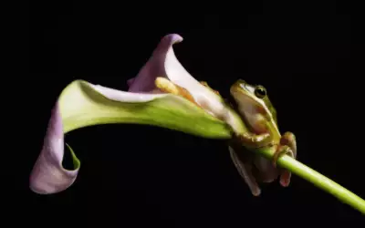 A Frog Hanging On To A Flower