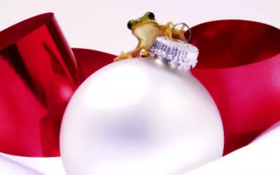 A Frog On A Christmas Ornament
