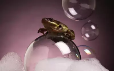 A Frog Standing On A Bubble