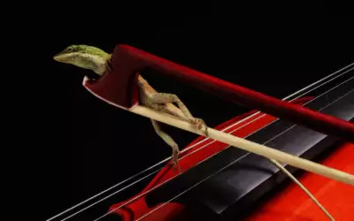 A Gecko On A Violin