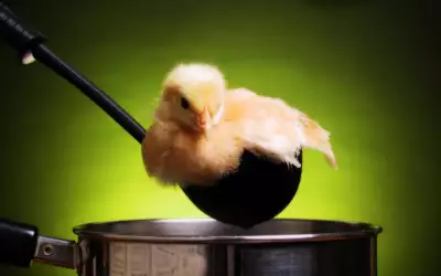 A Ladle Scooping Out A Chick From A Pot