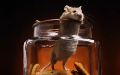 A White Mouse In A Cookie Jar
