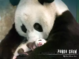 Animal Panda