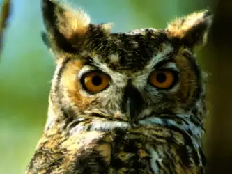 Great Horned Owl Montana
