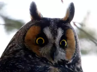 Northern Long Eared Owl Portrait Ibc