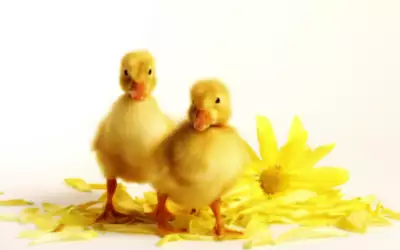 Two Yellow Ducklings And Chrysanthemum