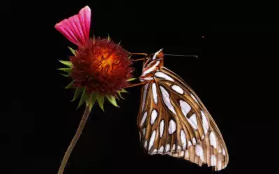 A Butterfly Landing On A Flower