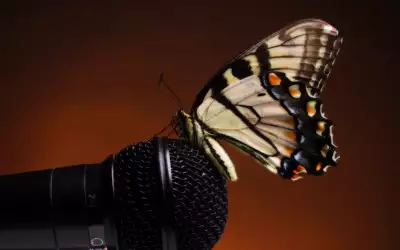 A Butterfly Landing On A Microphone
