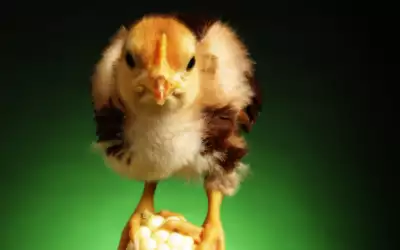 A Chick On A Corn