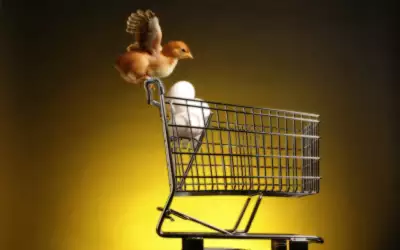 A Chick On A Trolley Of Eggs