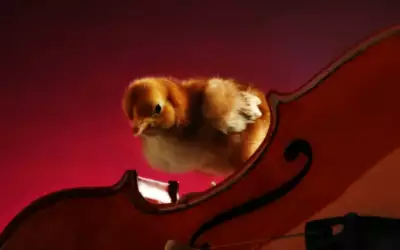A Chick On A Violin
