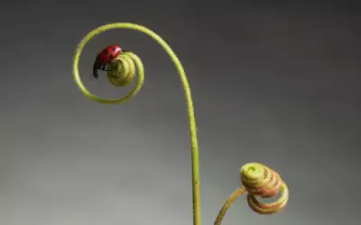 A Ladybird Landing On Coiled Vines