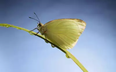 A Moth On A Plant