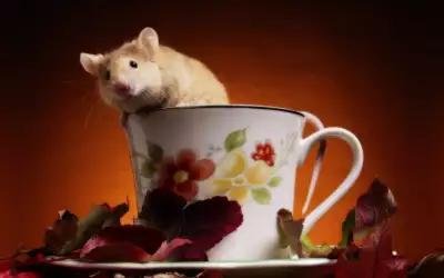 A Mouse Coming Out From A Cup