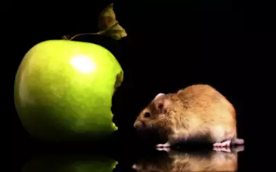 A Mouse Eating A Green Apple