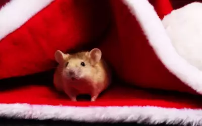 A Mouse Hiding Inside A Santa Hat