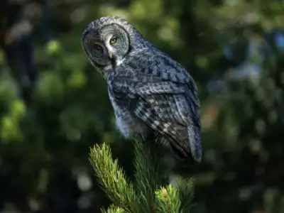 A New Perspective Great Grey Owl Wyoming