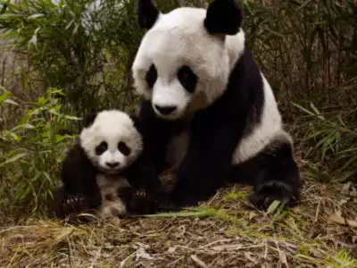 Animal Panda