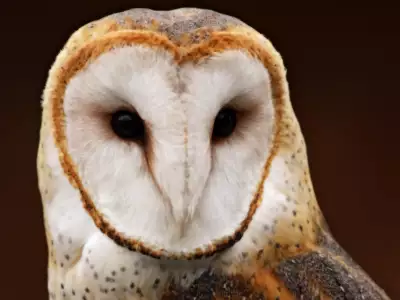 Barn Owl (Tyto alba) Wallpaper - Majestic Beauty in Flight