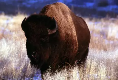 Bison Bull At Wind Cave National Park