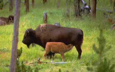 Bison Wyoming Janet Haas