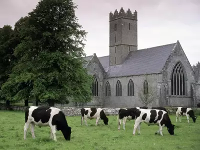 Cows in Adare Ireland
