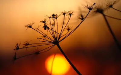 Flower and Sunset