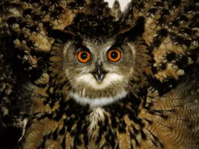 Portrait Of An Eagle Owl In Defensive
