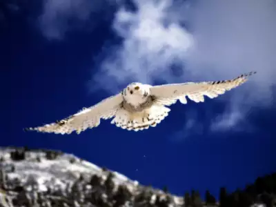 Snowy Owl In Flight Pictures