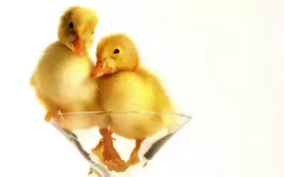Two Yellow Ducklings Inside A Glass
